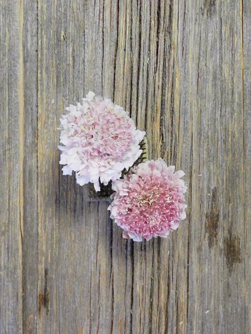 Marshmallow Scoop  Pink Scabiosa